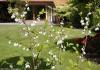Halesia carolina - sněženkový strom, halézie karolínská