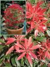 Pieris japonica 'Carnaval' - pieris japonský