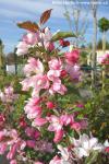 Malus 'Red Obelisk'' - okrasná jabloň