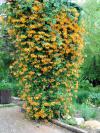 Lonicera x brownii 'Golden Trumpet' - zimolez Brownův