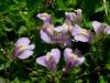 Mazus reptans - mazus