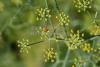 Foeniculum vulgare - fenykl obecný