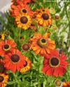 Helenium 'Red Army' - záplevák