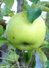 Malus domestica 'Greencats' - sloupovitá jabloň Malus domestica 'Greencats' - sloupovitá jabloň
