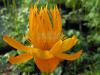 Trollius chinensis 'Golden Queen' - úpolín