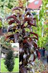 Malus 'Bohemia Royal Obelisk' - okrasná jabloň