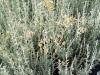 Helichrysum italicum ssp. serotinum 'Aladin' - smil italský