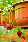 Jahodníky do závěsných nádob a truhlíků (PIXABAY)