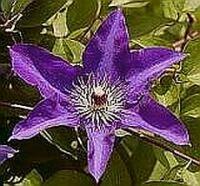 Clematis The President