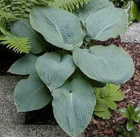Hosta sieboldiana Elegans