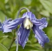 Clematis integrifolia