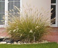 Pennisetum alopecuroides