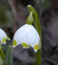 Bledule jarní - Leucojum vernum Bledule jarní - Leucojum vernum