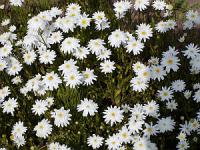 Chrysanthemum Chrysanthemum