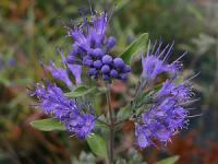 Caryopteris - ořechoplodec