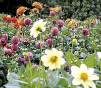 Dahlia - jiřinka Dahlia - jiřinka