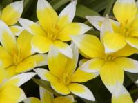 Tulipa tarda - tulipán