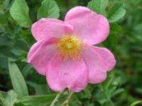 Rosa gallica - růže galská