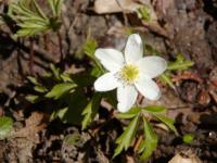 Anemone nemorosa - sasanka hajní