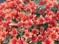 Chrysanthemum indicum - chryzantéma, listopadka