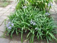 Agapanthus - kalokvět Agapanthus - kalokvět