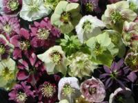 Helleborus - čemeřice