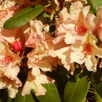 Rhododendron hybridum 'Brasilia' - pěnišník velkokvětý
