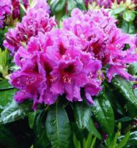 Rhododendron hybridum 'Azurro' - pěnišník velkokvětý Rhododendron hybridum 'Azurro' - pěnišník velkokvětý