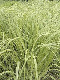 Spartina pectinata 'Aureomarginata' - spartina Spartina pectinata 'Aureomarginata' - spartina