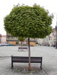 Acer platanoides 'Globosum' - javor mléč