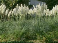 Cortaderia selloana - pampas dvoudomý