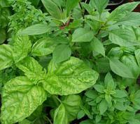 Ocimum basilicum - bazalka pravá (různé odrůdy) Ocimum basilicum - bazalka pravá (různé odrůdy)