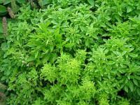 Ocimum basilicum 'Compakt' - bazalka pravá
