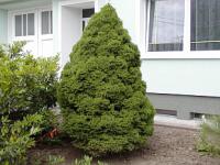 Picea glauca 'Conica' - smrk sivý