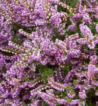 Calluna vulgaris 'Mullion' - vřes obecný