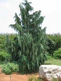 Chamaecyparis nootkatensis 'Pendula' - cypřišek nutkajský Chamaecyparis nootkatensis 'Pendula' - cypřišek nutkajský