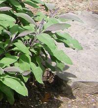 Salvia officinalis - šalvěj lékařská