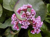 Bergenia