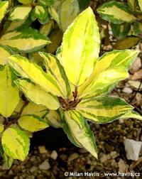 Elaeagnus x ebbingei 'Eleador'® - hlošina Ebbingeova Elaeagnus x ebbingei 'Eleador'® - hlošina Ebbingeova