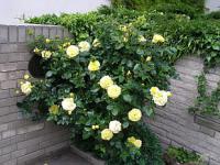 Rosa Friesia - růže (mnohokvěté růže)
