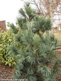 Pinus monticola 'Ammerland' - borovice pohorská