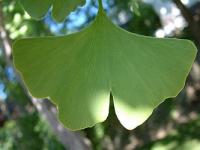 Ginkgo biloba - jinan dvoulaločný Ginkgo biloba - jinan dvoulaločný