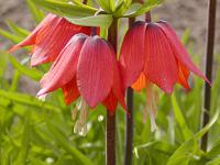 Fritillaria imperialis - řebčík královský