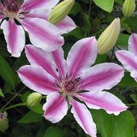 Clematis patens 'Nelly Moser' - plamének Clematis patens 'Nelly Moser' - plamének