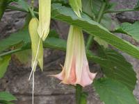 Brugmansia sanguinea (Datura sanguinea) - durman Brugmansia sanguinea (Datura sanguinea) - durman