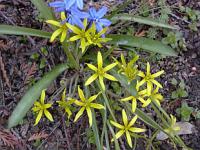Gagea lutea - křivatec žlutý Gagea lutea - křivatec žlutý