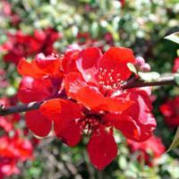 Chaenomeles x superba 'Crimson and Gold' - kdoulovec nádherný