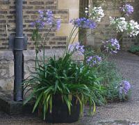 Agapanthus - kalokvět