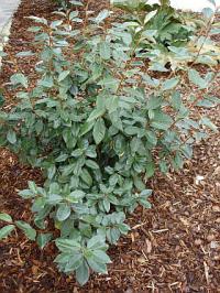 Elaeagnus x ebbingei - hlošina Ebbingeova