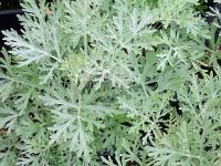 Artemisia arborescens 'Powis Castle' - pelyněk Artemisia arborescens 'Powis Castle' - pelyněk